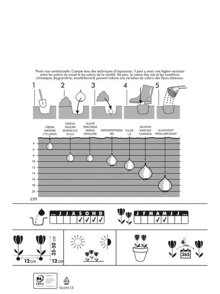 Bulbes à fleurs à planter à l'automne - Tulipes et Narcisses (x25) - MEDIA_PACKAGING_VERSO